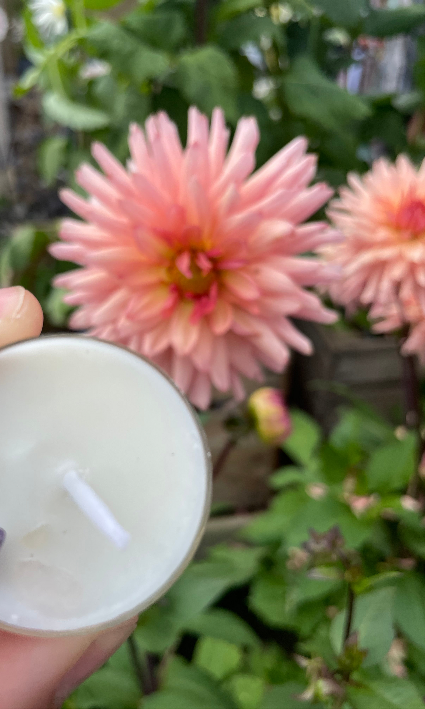Mixed Scented Tealights